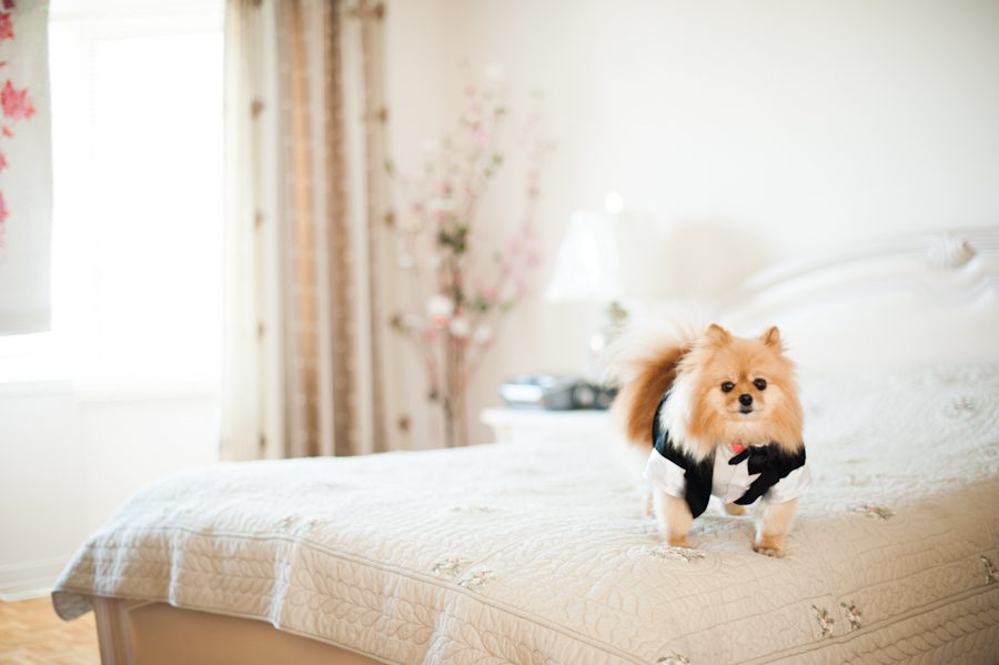 Dog ring bearer for a wedding in Montreal, QC. Captured by destination wedding photographer Ben Lau.