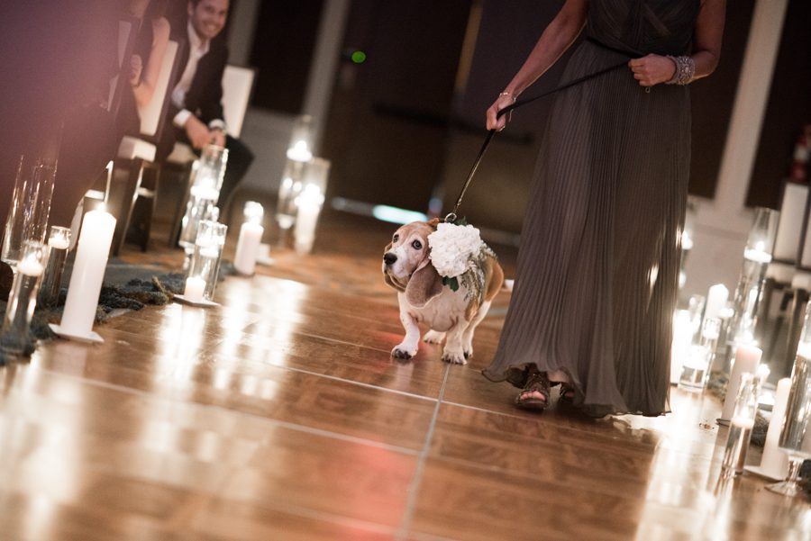 Dog walks down the aisle at a wedding at the Eventi Hotel in New York City. Captured by NYC wedding photographer Ben Lau.