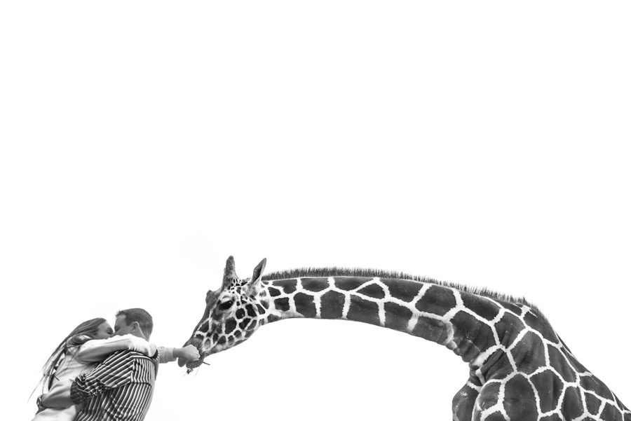 Couple feeds giraffe during engagement session. Captured by northern NJ Wedding photographer Ben Lau.