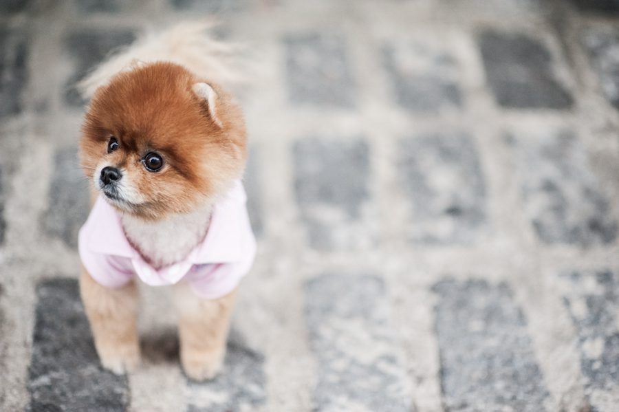 Cute dog in Chelsea NY. Captured by NYC wedding photographer Ben Lau.