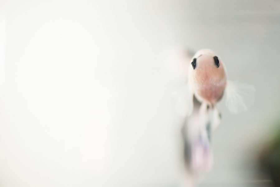 Betta Fish - By Ben Lau Photography