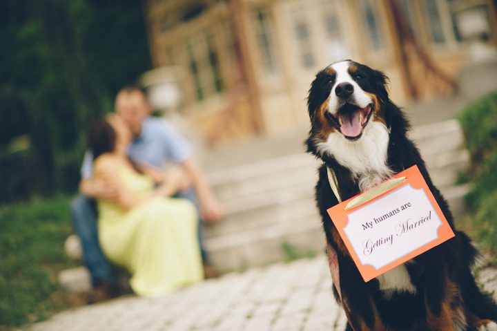 Dog hold sign during a Baltimore engagement session with Ben Lau Photography.