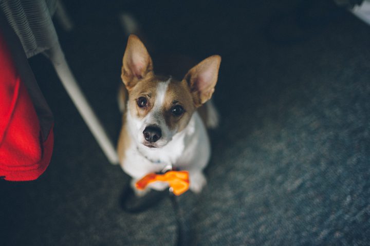 Bride and groom's dog at the Sea Shell Resort in Long Beach Island, NJ. Captured by NJ wedding photographer Ben Lau.