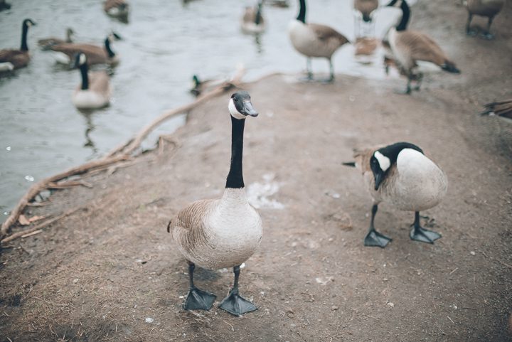 geese-feeding-7