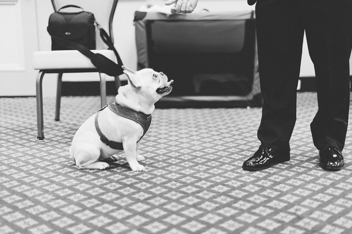 A dog at a wedding at the Franklin Institute in Philadelphia. Captured by NYC wedding photographer Ben Lau.