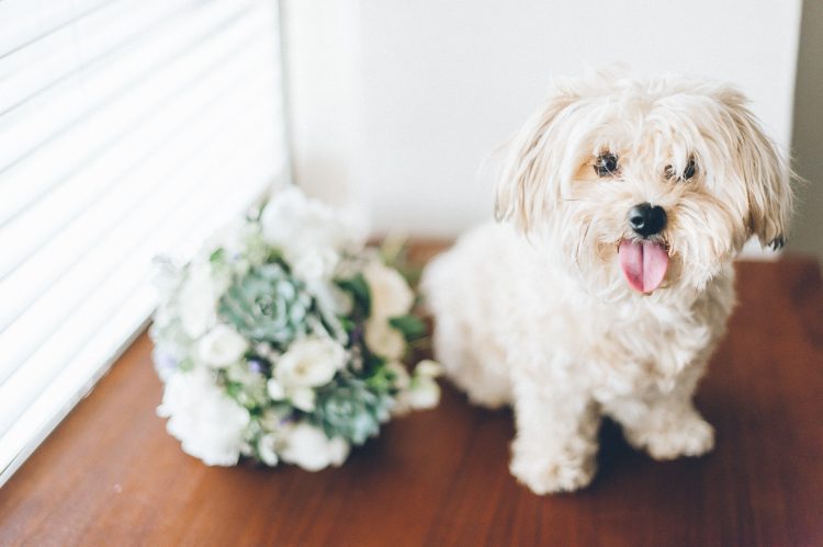 Wedding bouquet and dog, at the Lake Valhalla Club in Montville, NJ. Captured by NJ wedding photographer Ben Lau.