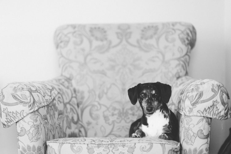 Dog sits on a couch on the morning of a wedding day at the Inn at New Hyde Park. Captured by NYC wedding photographer Ben Lau.