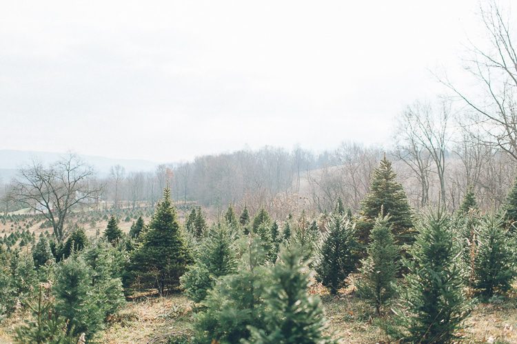 Christmas tree farm engagement session in Sussex, NJ - captured by North Jersey wedding photographer Ben Lau.